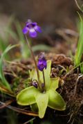 Pinguicula vulgaris